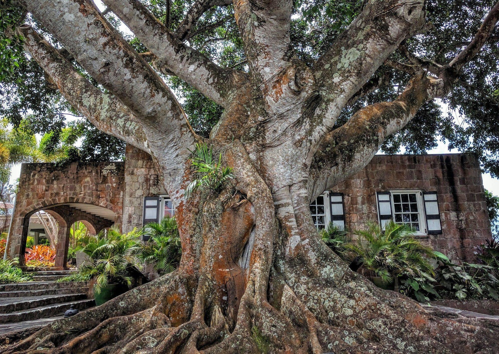 Montpelier Plantation&Beach Charlestown Extérieur photo