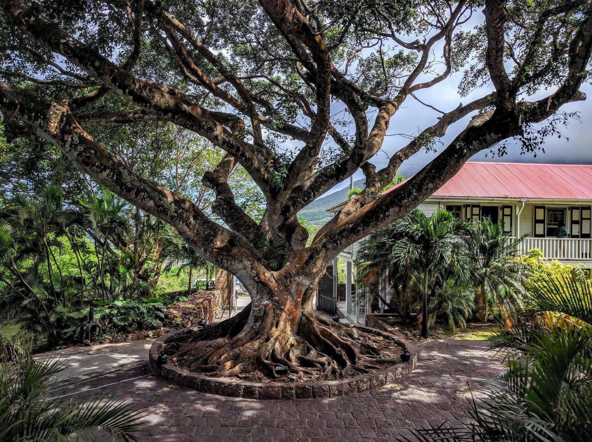 Montpelier Plantation&Beach Charlestown Extérieur photo